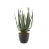 Aloe Vera í potti 40cm.  (6)