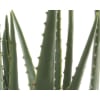 Aloe Vera í potti 40cm.  (6)