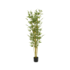 Bamboo planta 80x185cm. (2)