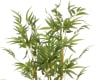Bamboo planta 80x185cm. (2)
