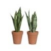 Planta Sansevieria 2teg 28cm.(6)