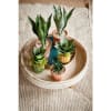 Planta Sansevieria 2teg 28cm.(6)