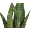 Planta Sansevieria 2teg 28cm.(6)