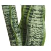 Planta Sansevieria 2teg 28cm.(6)