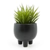 Pottaplanta Succulent 9x15cm. (6)