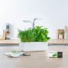 Véritable Dill Lingot lífrænt