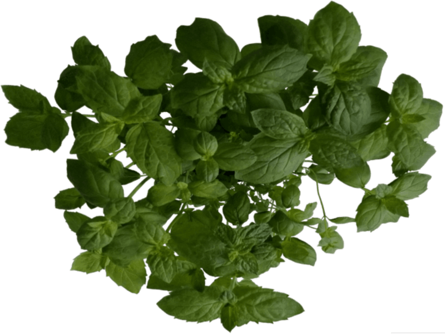 Ártangi krydd í potti mynta
