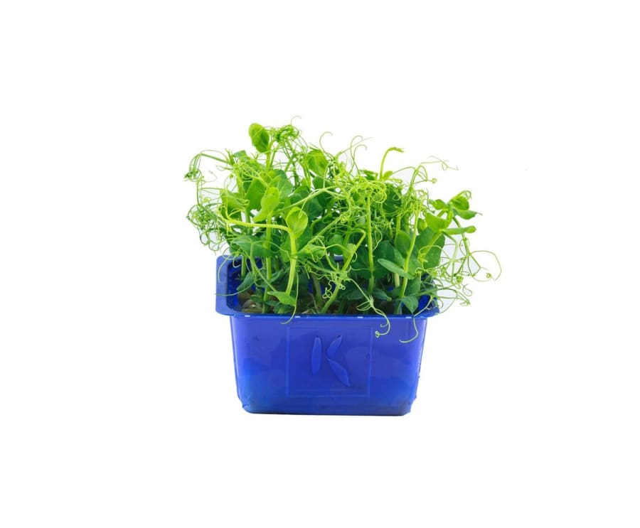 Affilla Karsi