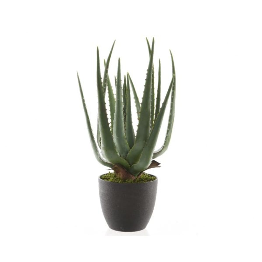 Aloe Vera í potti 40cm.  (6)