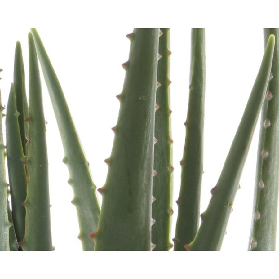 Aloe Vera í potti 40cm.  (6)
