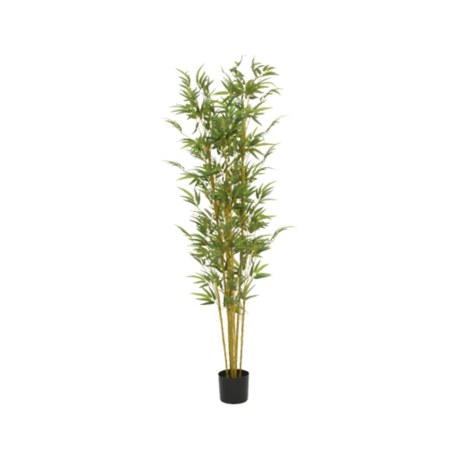 Bamboo planta 80x185cm. (2)