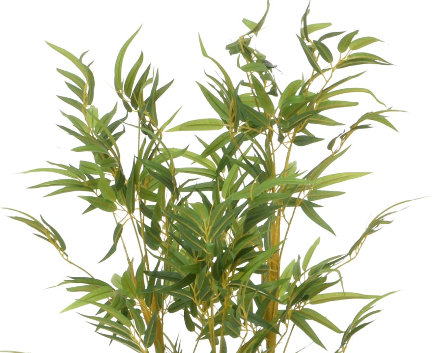 Bamboo planta 80x185cm. (2)