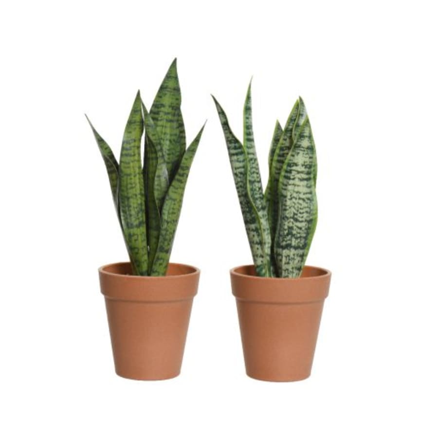Planta Sansevieria 2teg 28cm.(6)