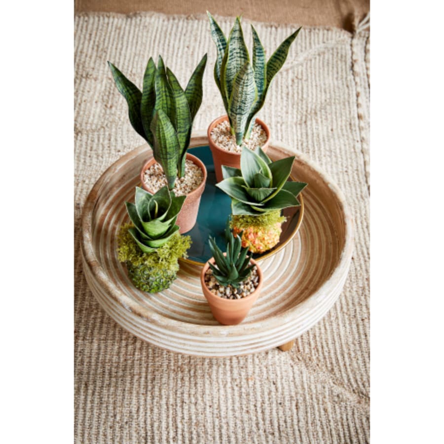 Planta Sansevieria 2teg 28cm.(6)