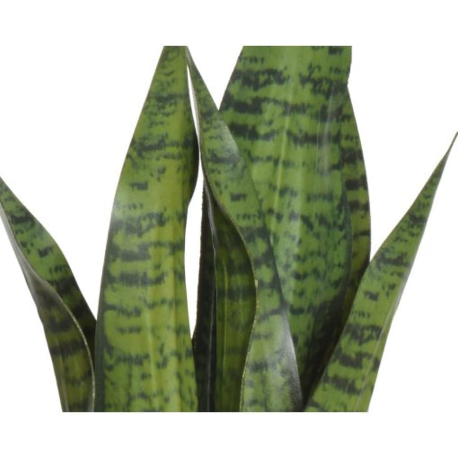 Planta Sansevieria 2teg 28cm.(6)