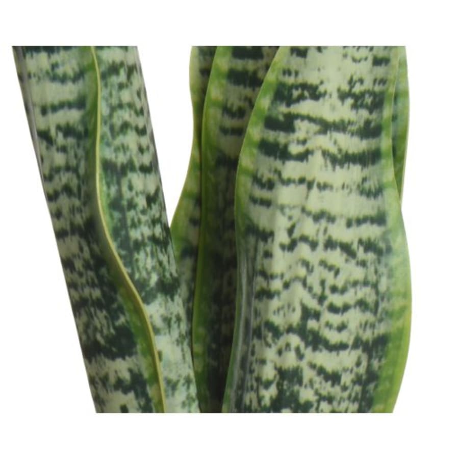 Planta Sansevieria 2teg 28cm.(6)