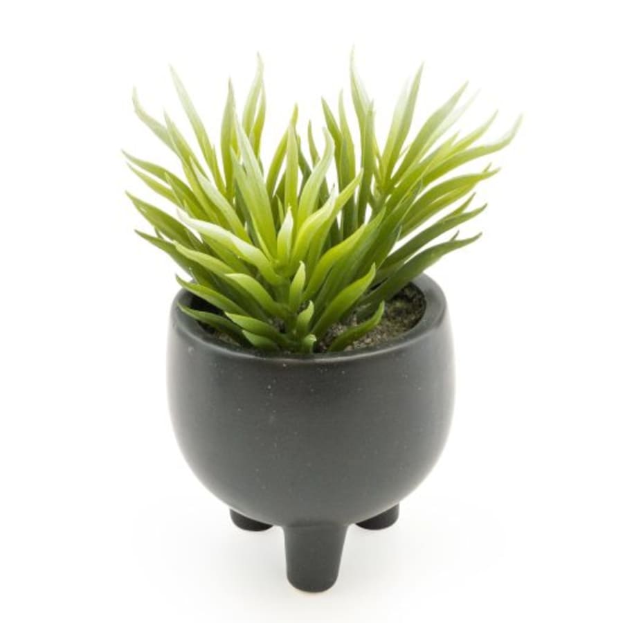 Pottaplanta Succulent 9x15cm. (6)