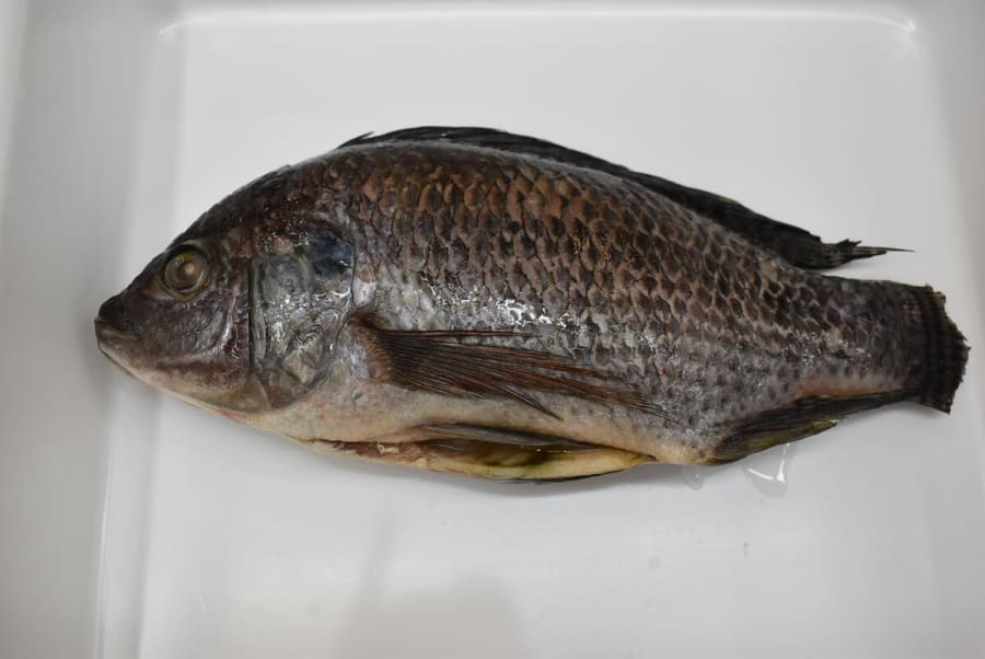 Tilapia Svört stór +800g