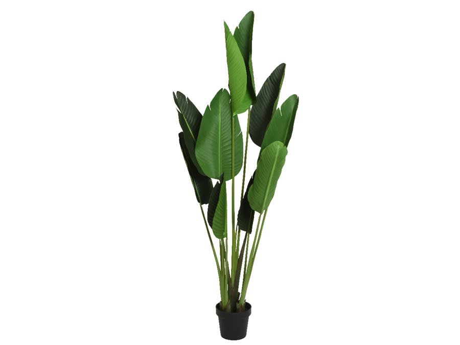 Decoris-Pottablóm Strelitzia 150cm. (4)