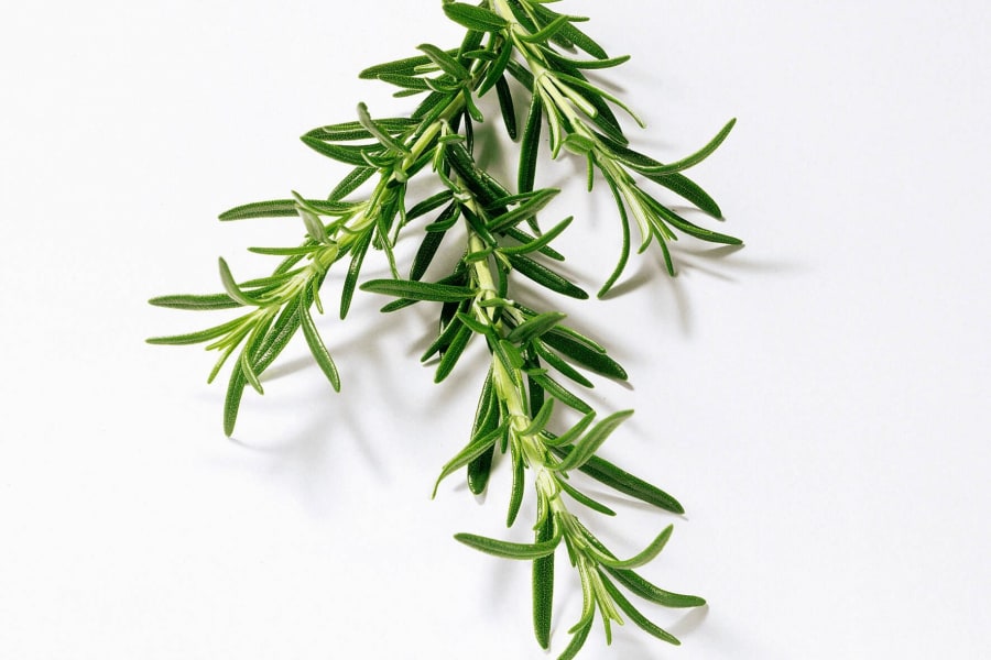 Ártangi krydd í potti rósmarín