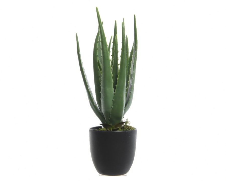 Aloe Vera í potti 35cm.  (8)