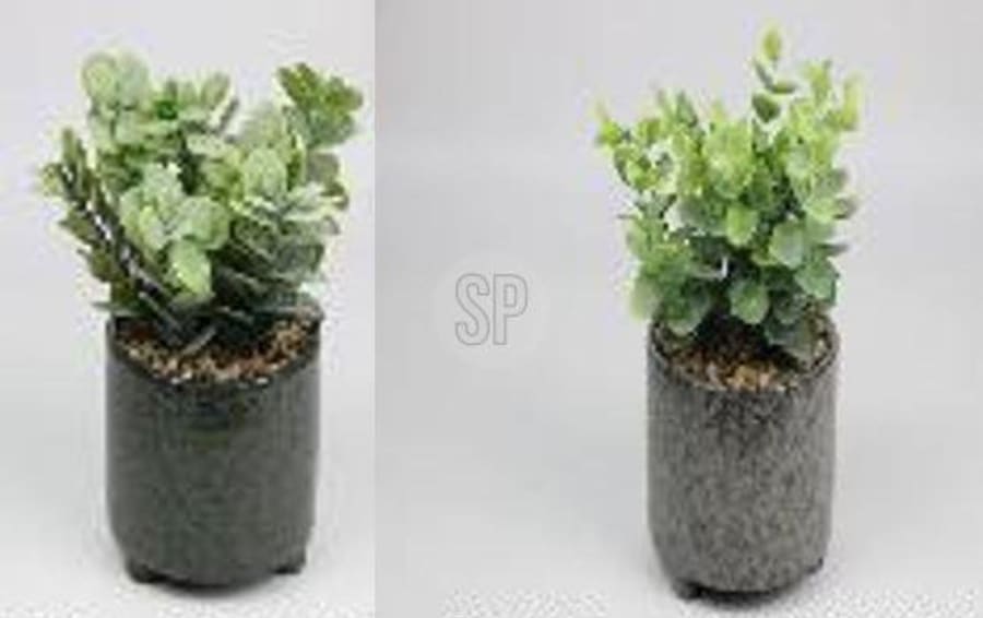 Blómapottur 11x20 með grænni plöntu 3 tegundir