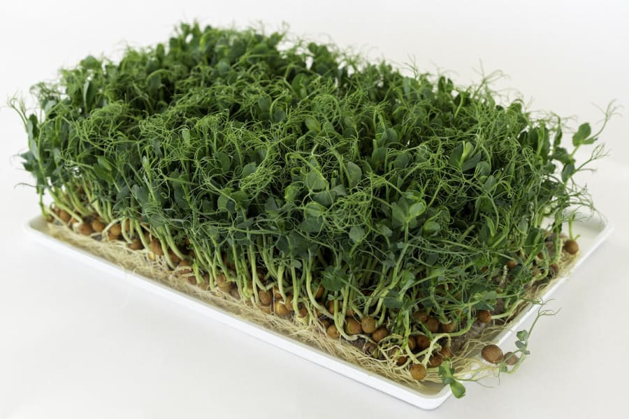 Cress Affilla