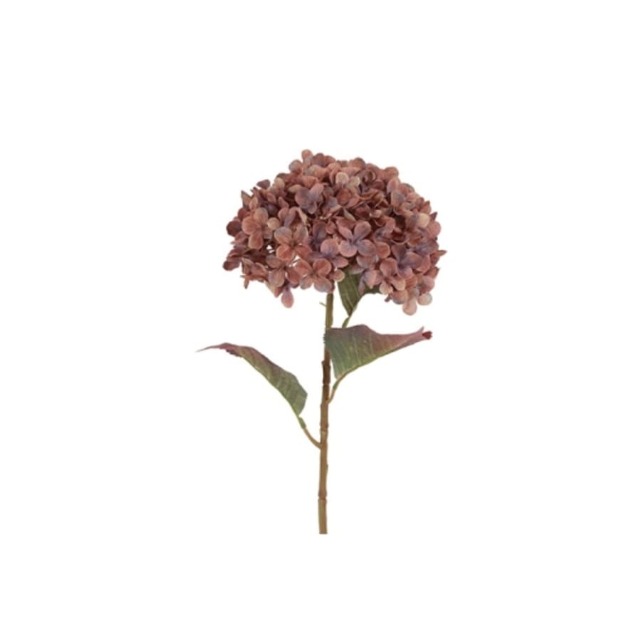 Hortensía Aletta Kopar 22x70cm. (24)