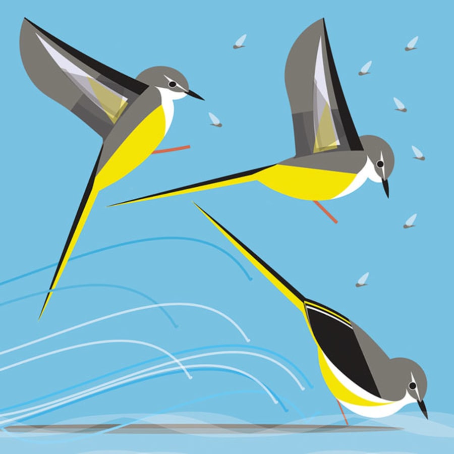Sara Miller-Gjafakort 138x138mm. Bird