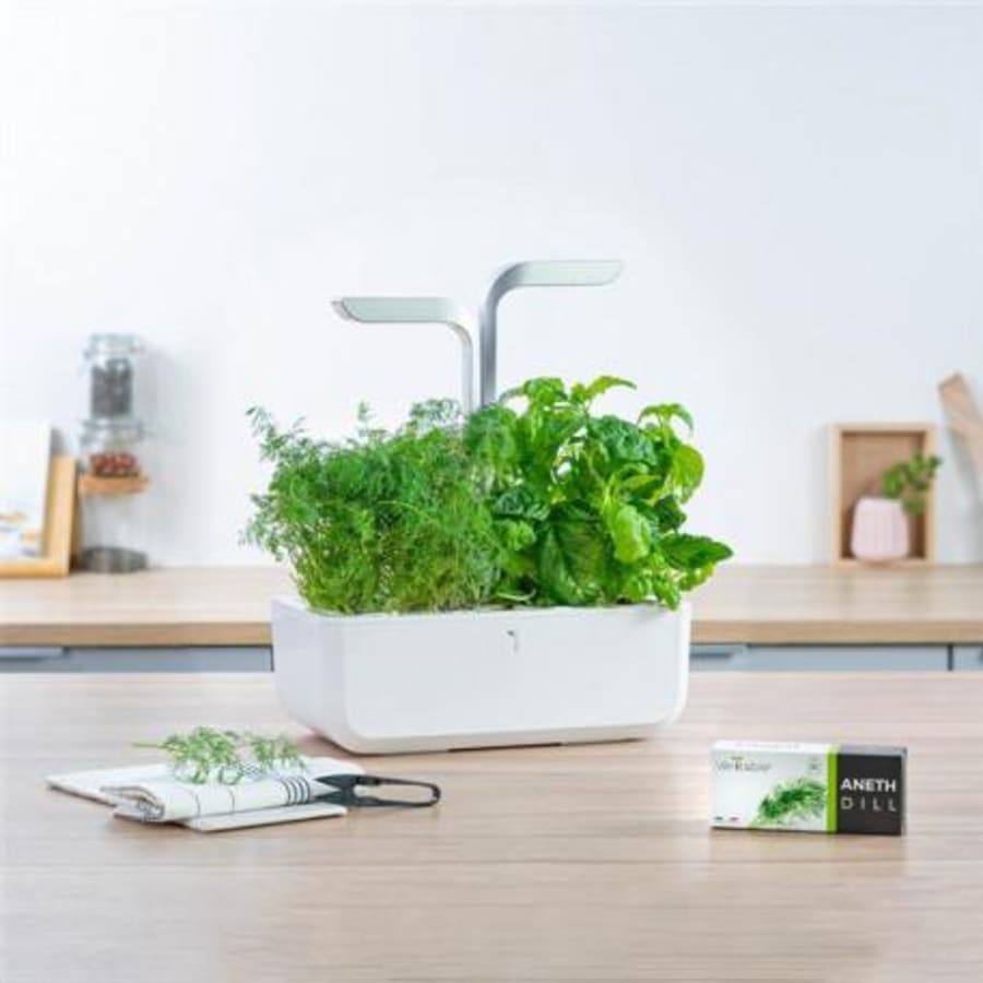 Véritable Dill Lingot lífrænt