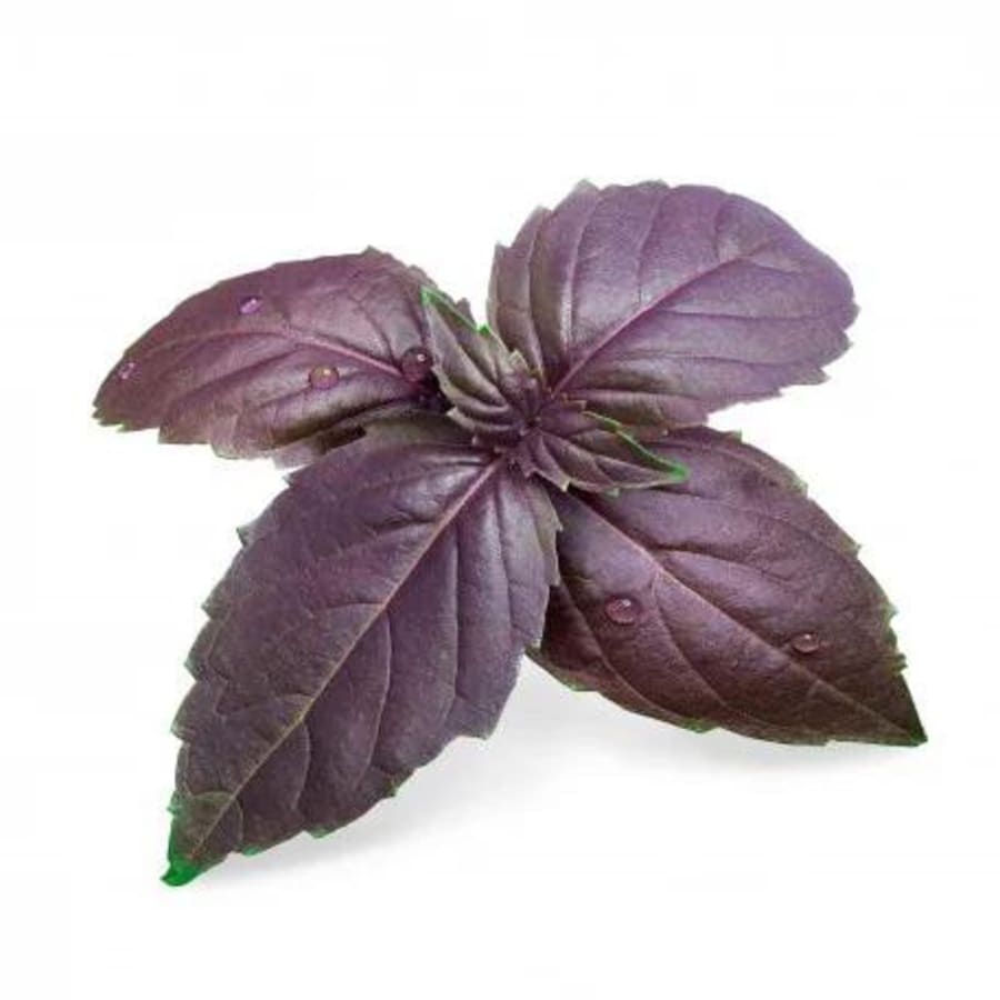 Véritable Fjólublá basilíka Lingot lífrænt