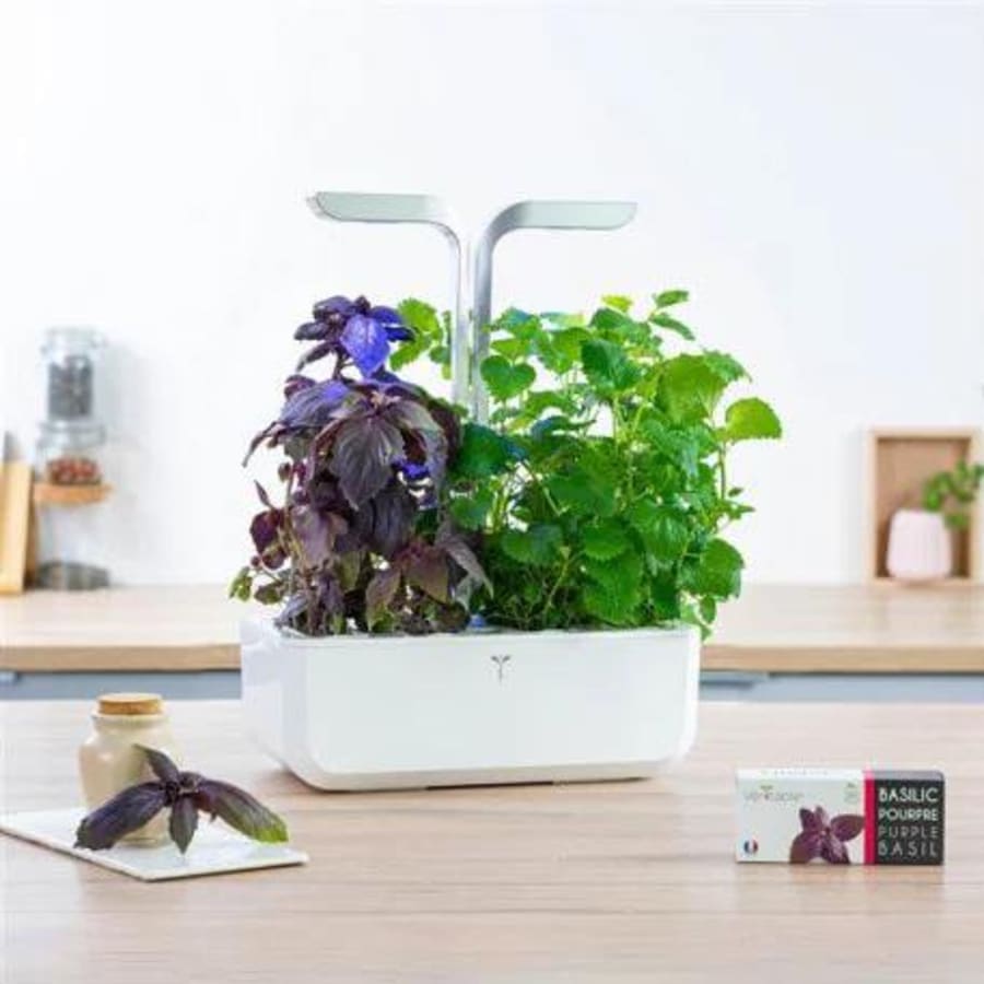 Véritable Fjólublá basilíka Lingot lífrænt