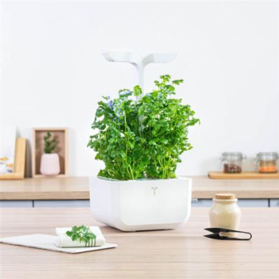 Véritable Kóríander Lingot