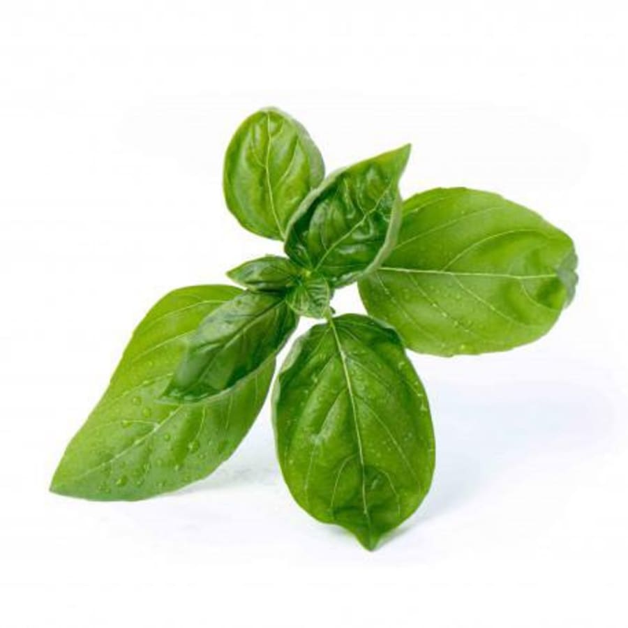 Véritable Sæt basilíka Lingot lífrænt