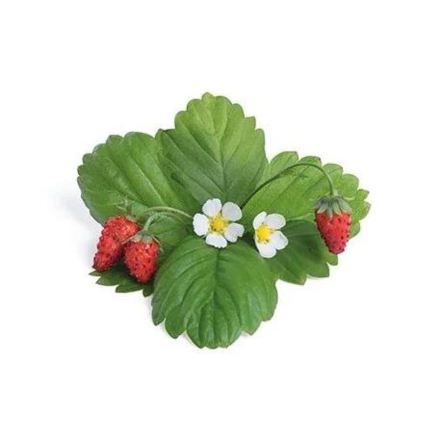 Véritable Villijarðarber Lingot