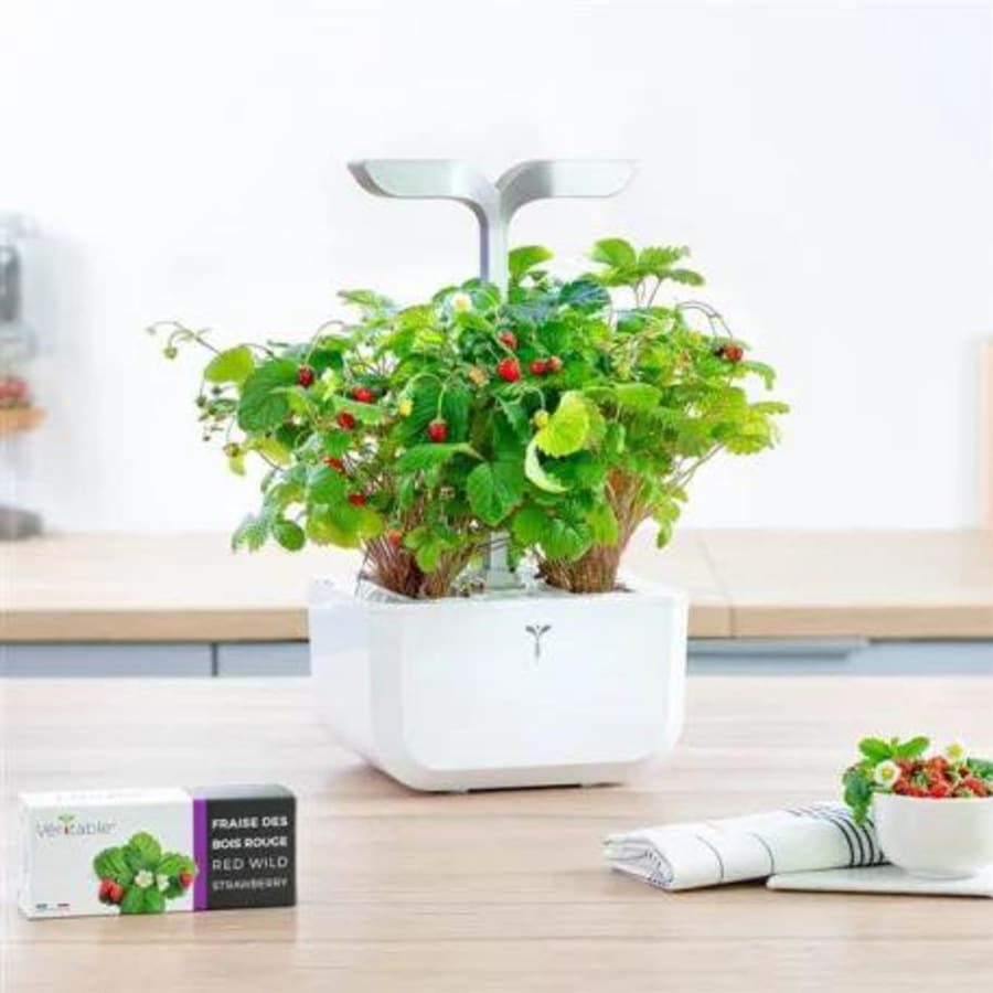 Véritable Villijarðarber Lingot