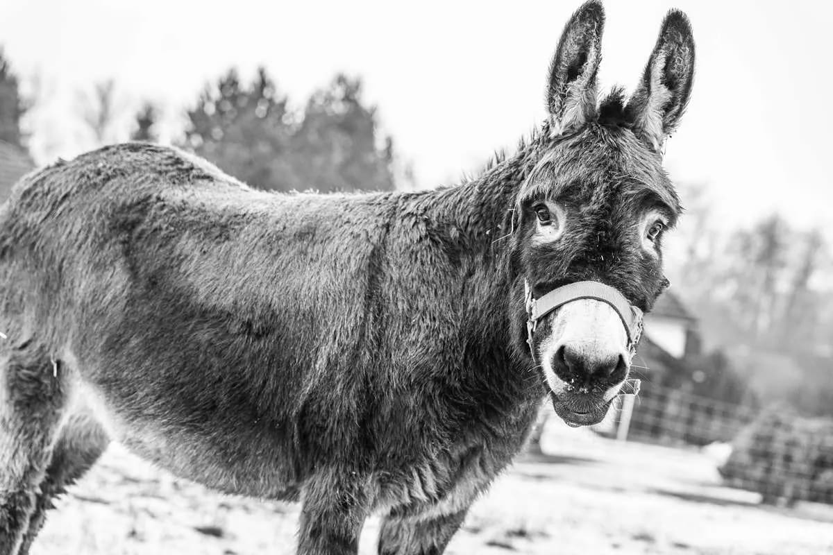 Přitahovat, angažovat, potěšit: filozofie marketingu bez tlaku