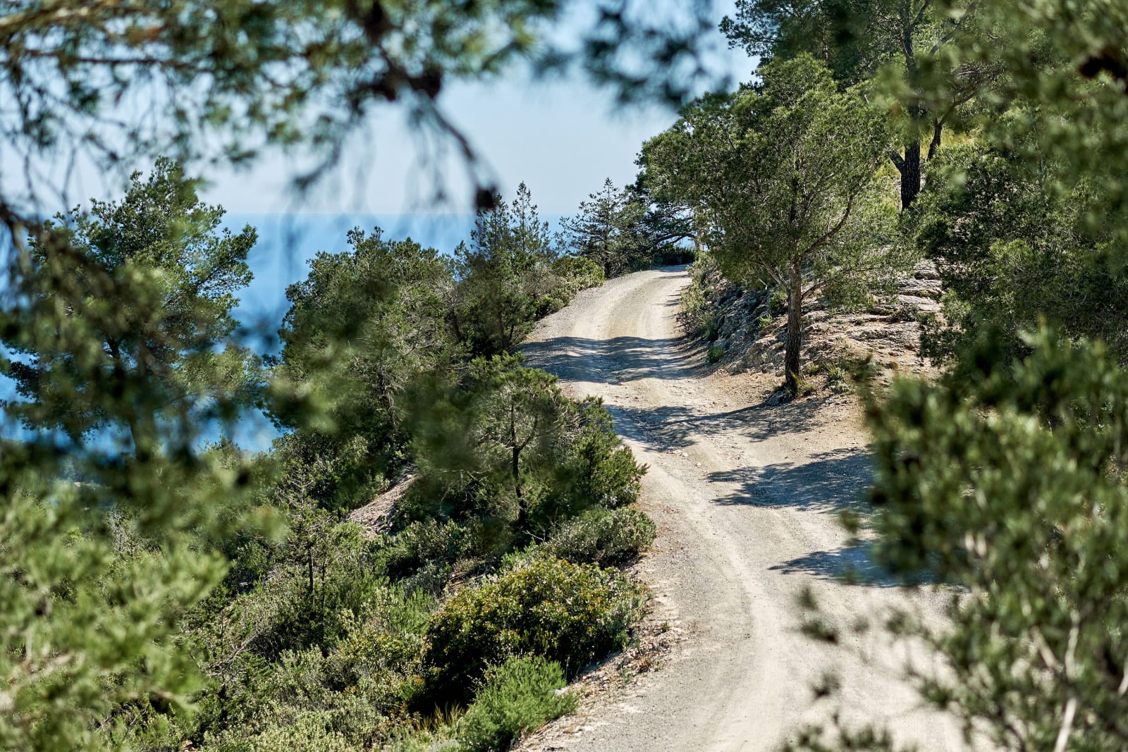 Pine-lined track down to the sea