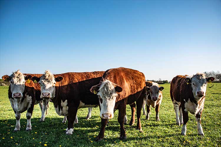 Cows