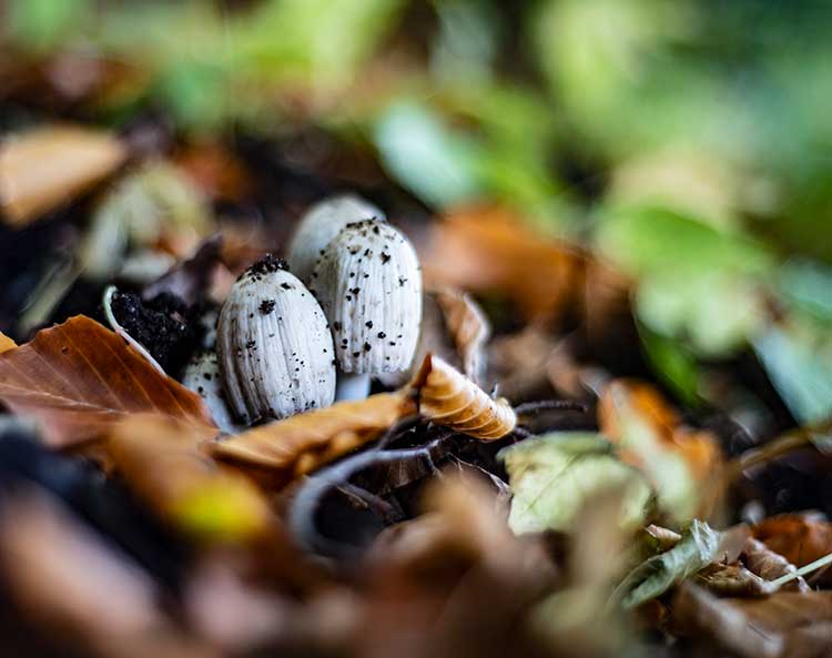 Mushrooms