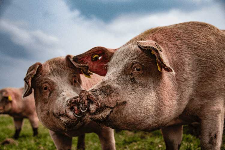 Pigs