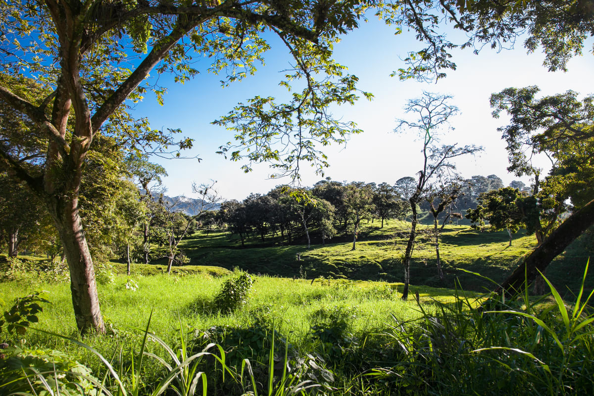 A sunlit pasture framed by trees, with mountains behind