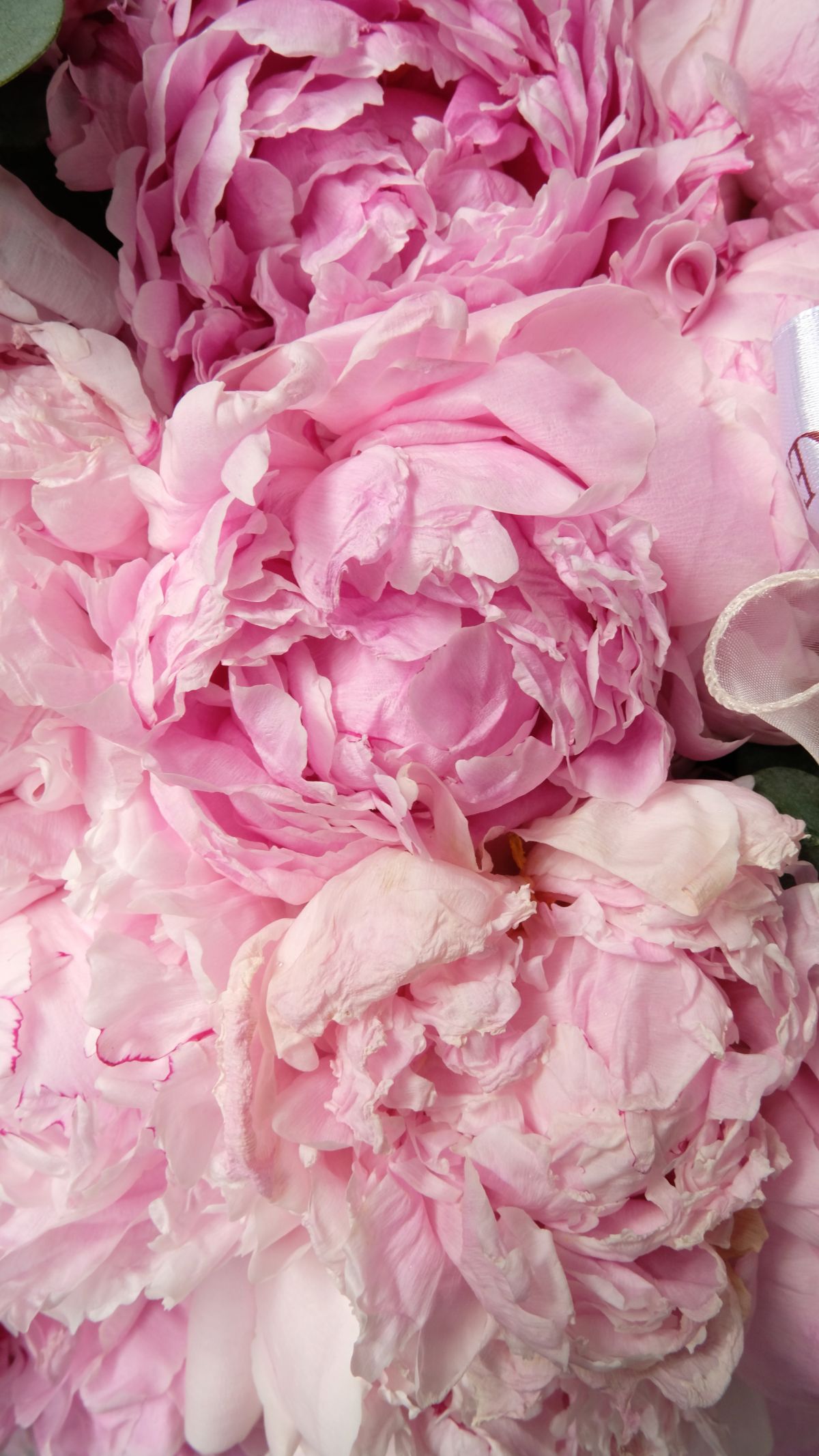 Chelsea's Peony 7