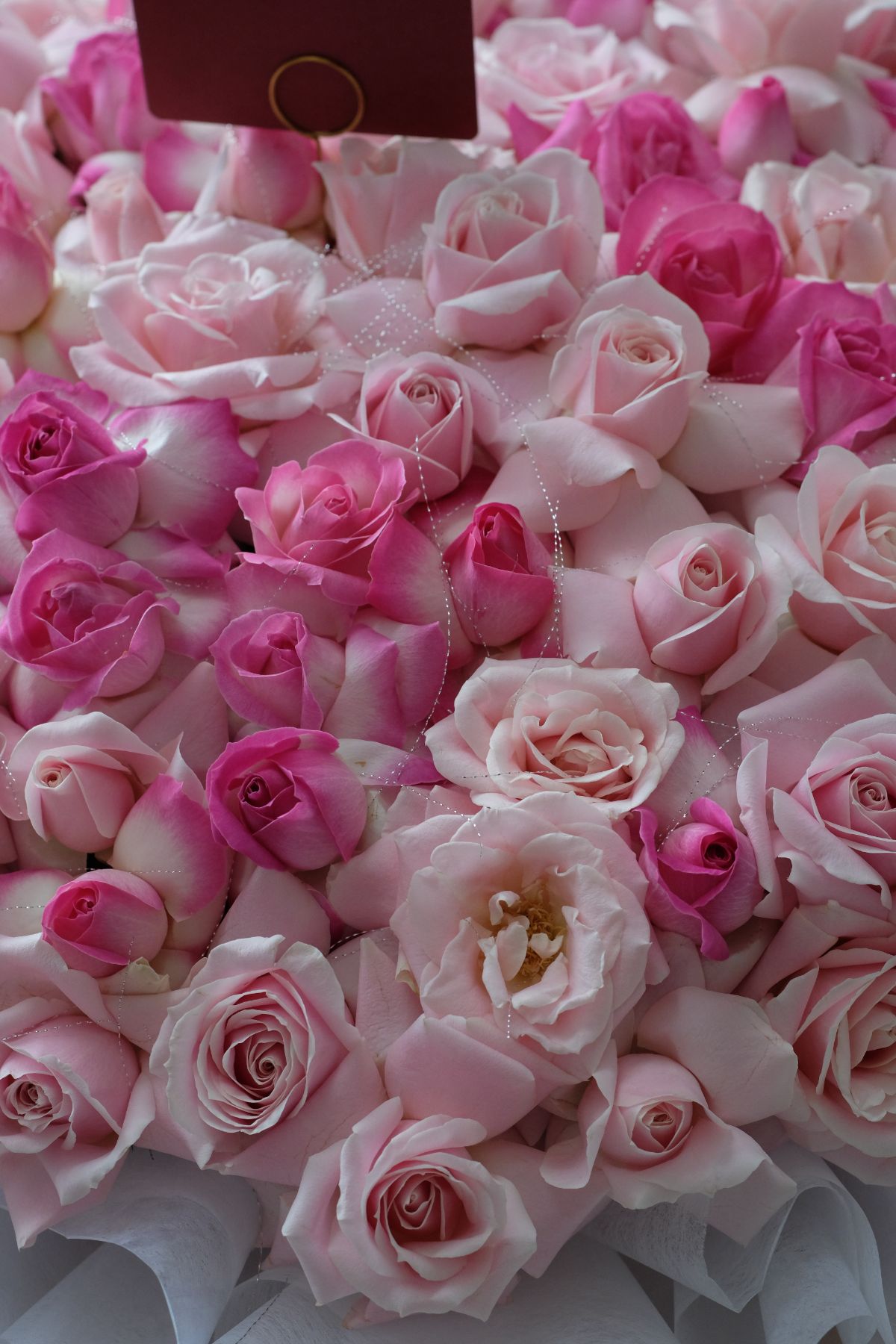 Giant Blooming Rose Flexed 6