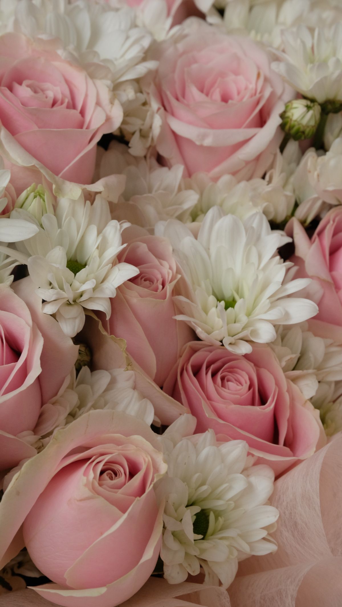 Fresh Pink Rose Aster 2