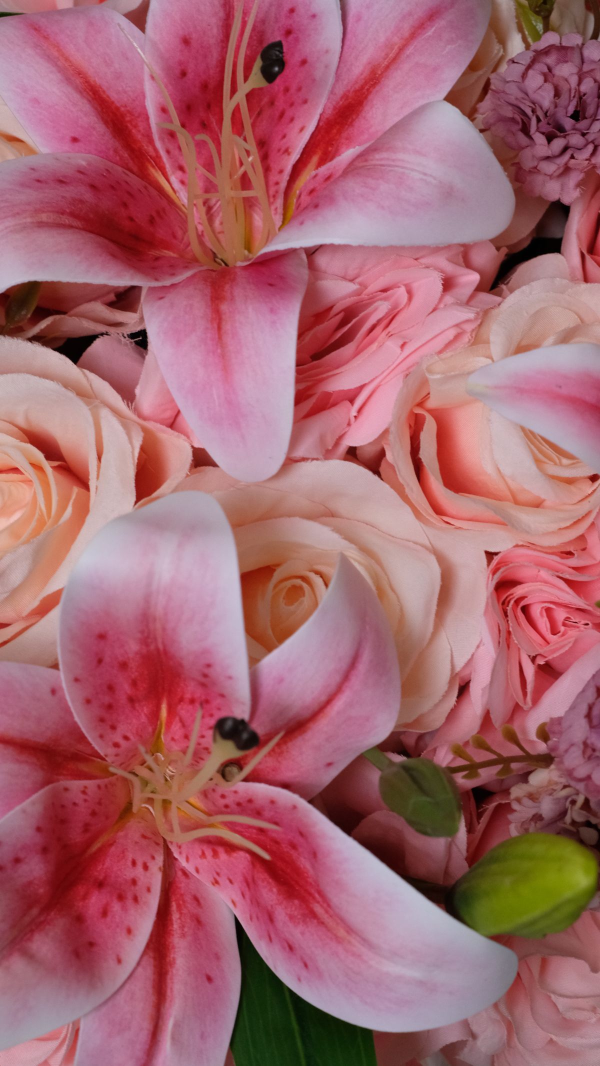 Lily and Rose Élite 5