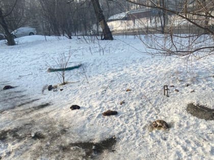 В Новокузнецке живодёр убивает щенков и разбрасывает их по двору (ФОТО)