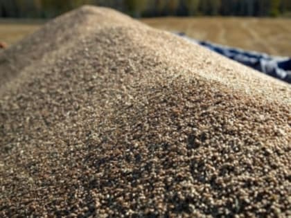 Собран урожай зерновых и технических культур в Тяжинском округе