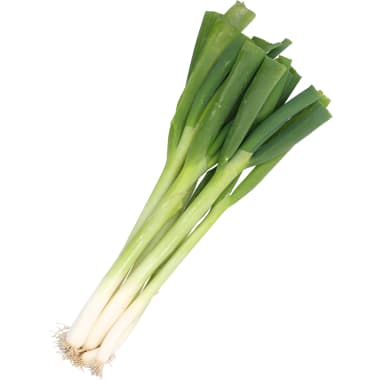 Jungzwiebel