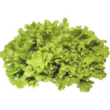 Gentile Salat